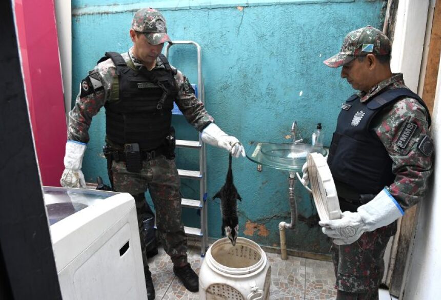 Ao recolher o lixo encontrou um animal peludo, narigudo, que parecia preso dentro do balde ou tirando um cochilo da noite anterior