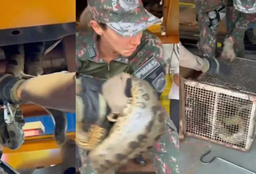 Para garantir a segurança do animal e das pessoas ao redor, o veículo foi suspenso, permitindo que os agentes realizassem a retirada da serpente com cuidado