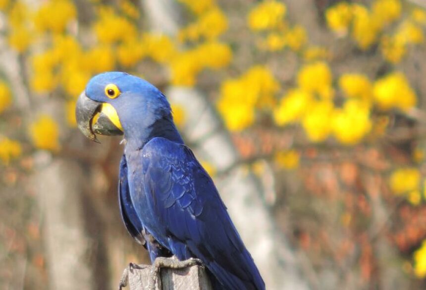  Esta ação é inspirada no evento global de observação de aves conhecido como Big Day
