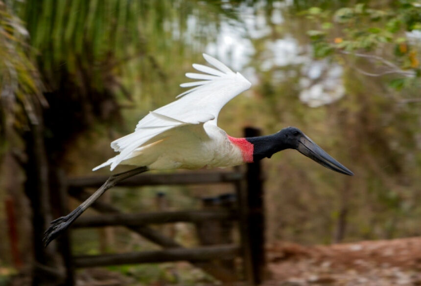Entre os destaques da apresentação estão os destinos já consolidados como as regiões turísticas Bonito/Serra da Bodoquena e Pantanal