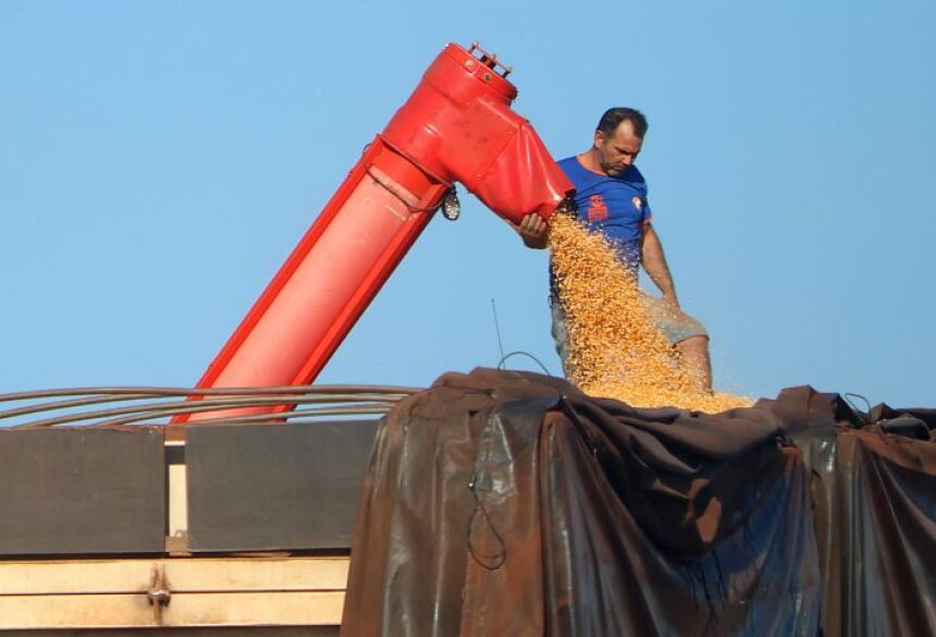 Mesmo com a área cultivada praticamente estável, totalizando 2,1 milhões de hectares, o avanço na produtividade média, agora estimada em 112,7 sacas por hectare