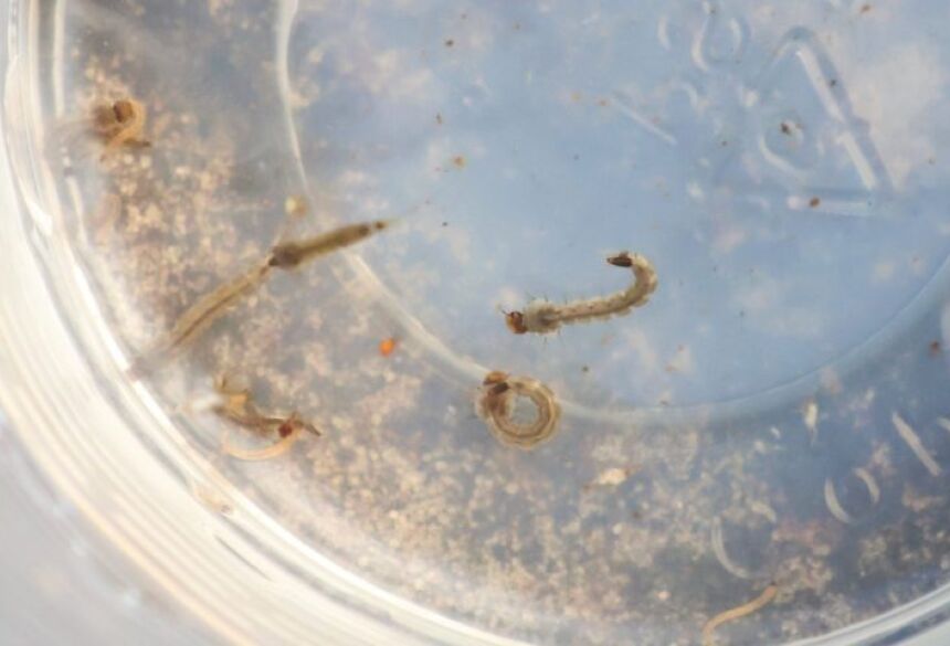 A metodologia permite acompanhar a evolução dos índices de infestação e direcionar ações conforme a sazonalidade climática