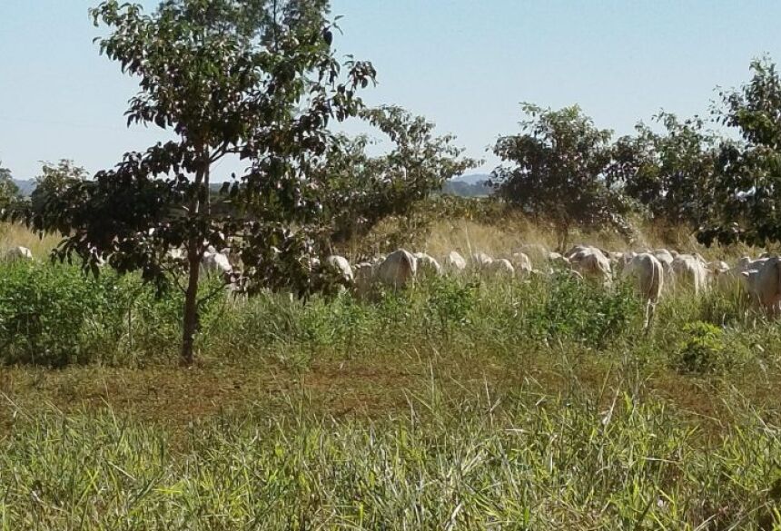 Esses projetos se integram à educação ambiental e ao planejamento sustentável, em sintonia com a celebração do Dia da Árvore (21 de setembro)