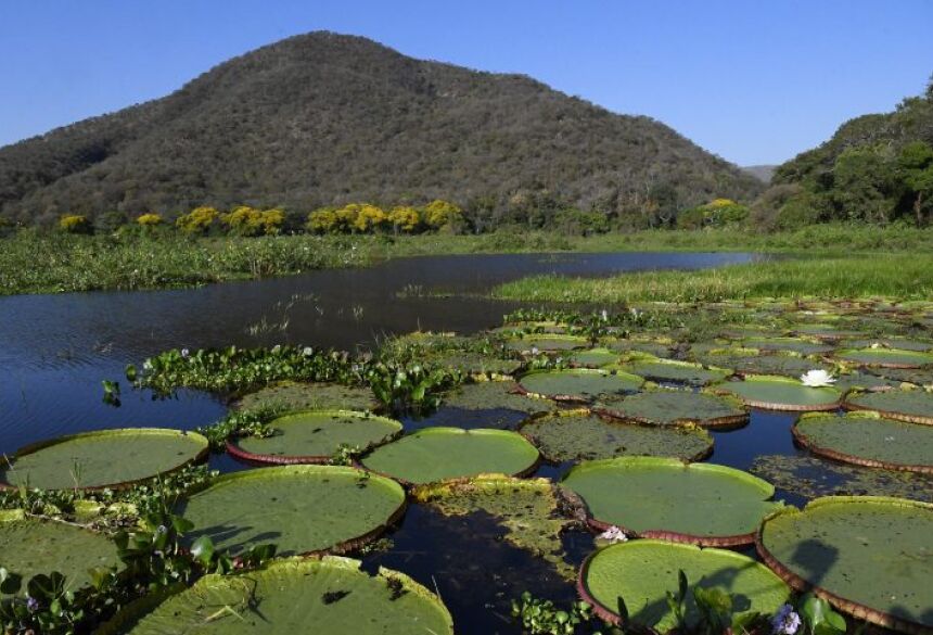  Na experiência, o Pantanal brasileiro assume o protagonismo em uma jornada inédita