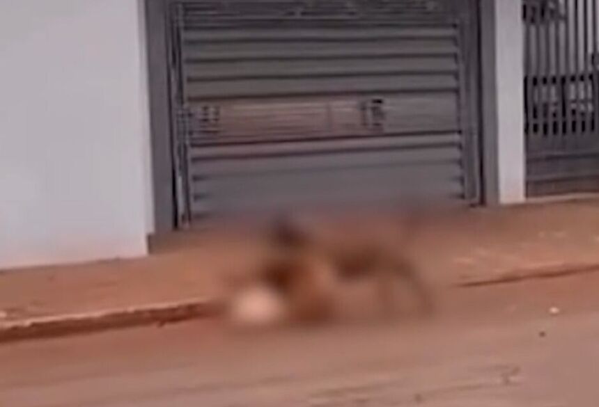  Após o ocorrido, ele recolheu o animal e informou que pretende entregá-lo voluntariamente ao CCZ
