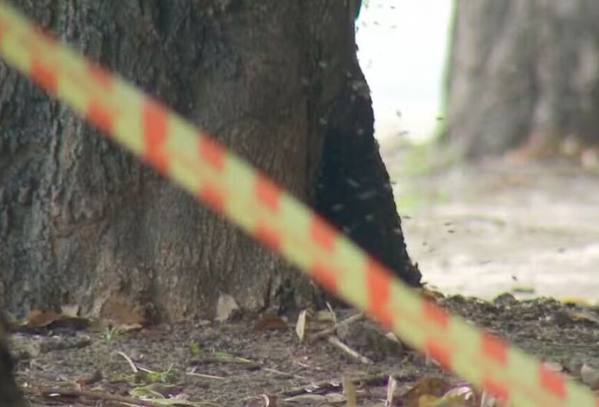 O condutor do trator acoplado à plantadeira, também foi atacado pelos insetos, mas sofreu apenas ferimentos leves, pois conseguiu se abrigar dentro da cabine do veículo 