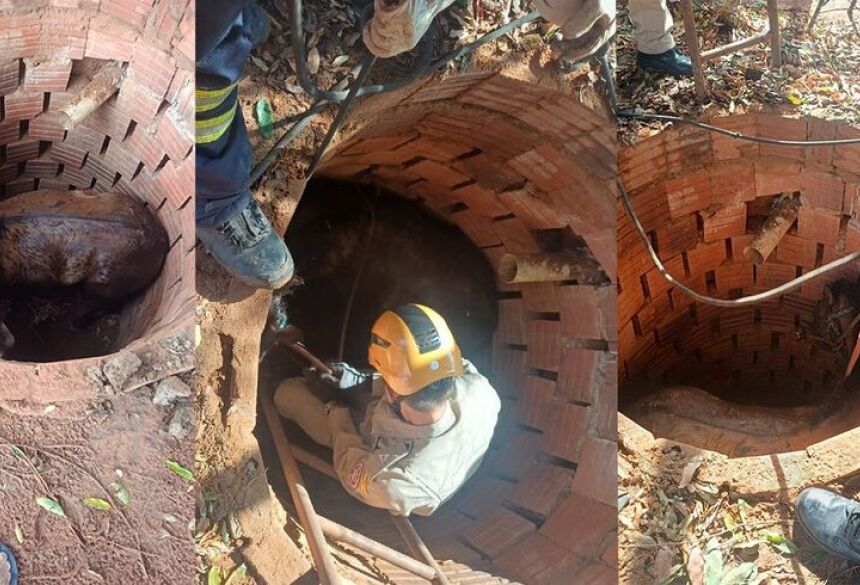 O caso evidencia a importância do preparo técnico e do equipamento adequado para situações de resgate animal - Divulgação   