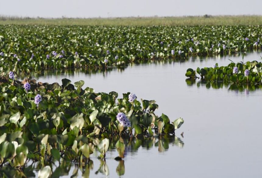  O evento conta com a presença de autoridades globais, e Mato Grosso do Sul marca seu espaço participando de diversos painéis