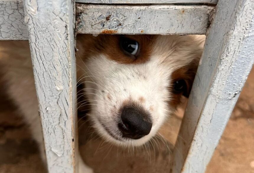 Os animais estavam distribuídos em dois imóveis no mesmo bairro. A tutora havia se mudado de uma casa para outra, deixando dois cães para trás