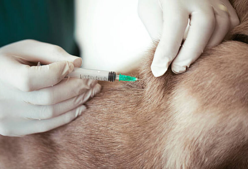 Segundo a Coordenadoria Estadual de Zoonoses, a população estimada de cães e gatos no município é de 8.872 animais, e a meta era vacinar 80% desse total