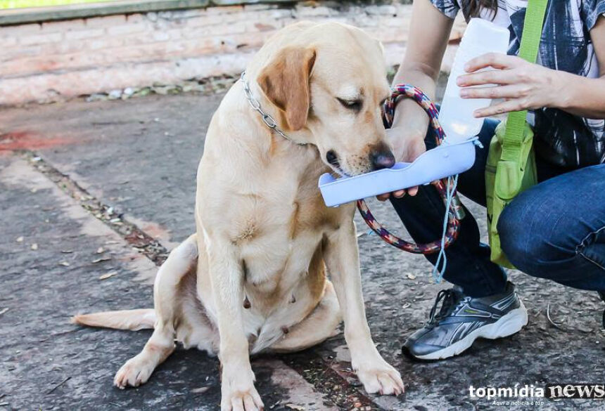 O animal teria urinado nas rodas de veículos estacionados