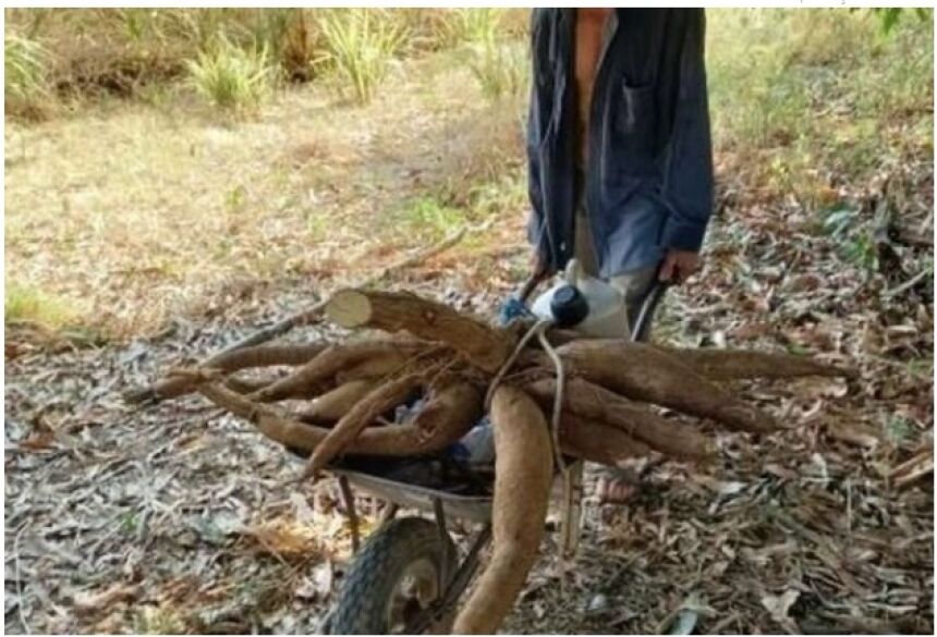  Após tomar tereré na residência do amigo, Lazaro foi sozinho para um mandiocal próximo à rotatória das Freiras, na saída para Itaporã