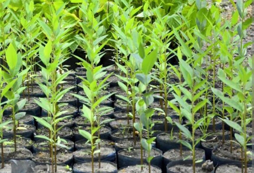 As ações de manejo, conservação e recuperação ambiental foram ampliadas por meio de novas parcerias institucionais