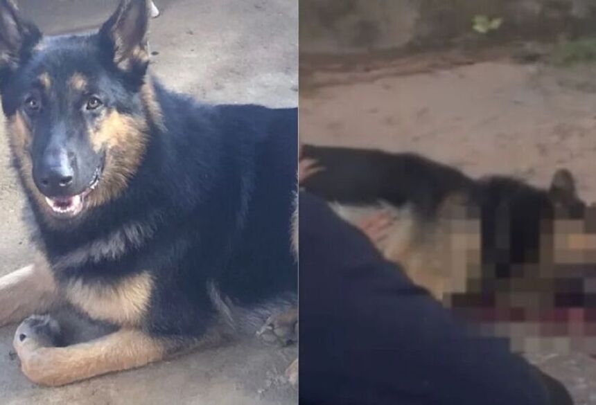 O invasor foi descrito como moreno, magro, de estatura média e vestindo roupas escuras