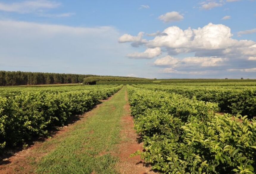 O fortalecimento da cadeia produtiva conta ainda com ações de apoio técnico e institucional da Semadesc, incluindo a ampliação da defesa agropecuária