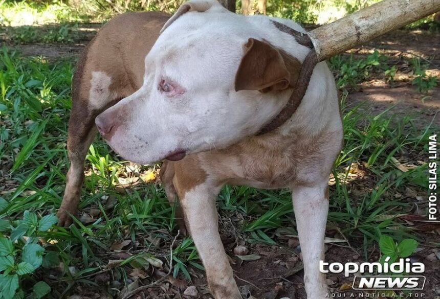 O responsável pelos pitbulls, um rapaz de 23 anos, alegou que não percebeu a fuga dos cães