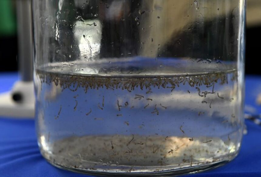 A vacinação contra a dengue é recomendada para crianças e adolescentes entre 10 e 14 anos, 11 meses e 29 dias de idade