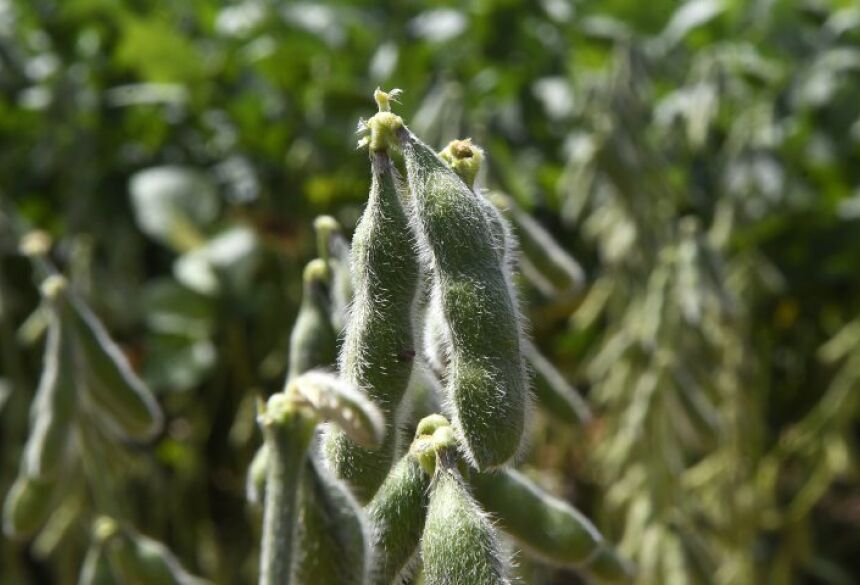 São cerca de 17 mil propriedades produtoras de soja e, neste ciclo, os maiores volumes de área cultivada seguem concentrados em municípios 