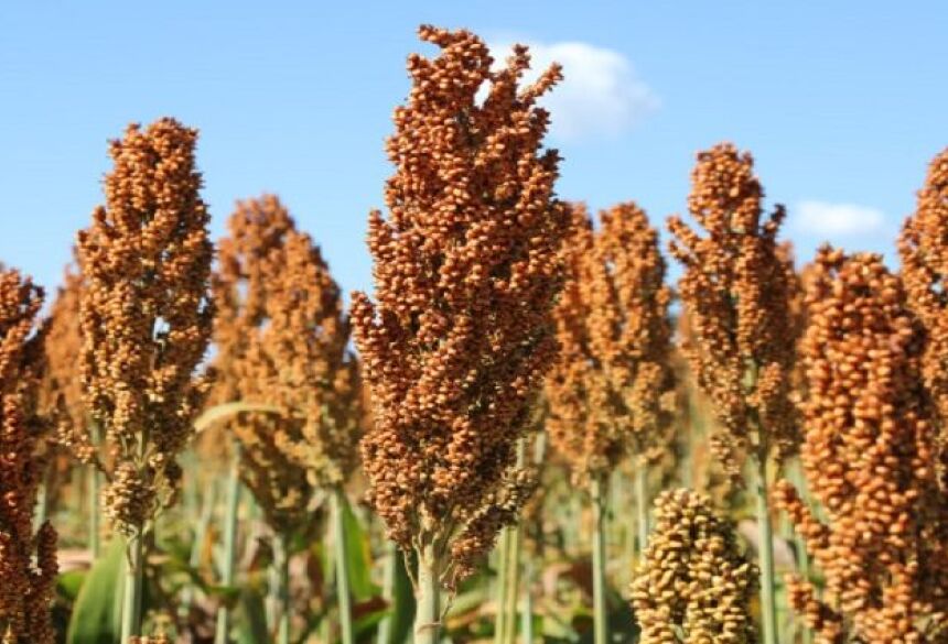  desenho territorial indica que o sorgo avança justamente em regiões onde o milho enfrenta maiores limitações climáticas