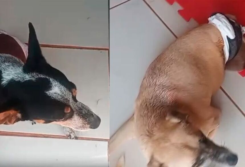 Os custos com fraldas são constantes e elevados, já que os animais utilizam o material diariamente. Sem as doações, o cuidado básico com os cães fica comprometido