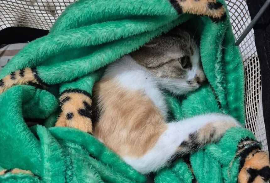 Após o resgate, a gata foi encaminhada imediatamente para atendimento na ONG Força Animal, onde permanece sob cuidados
