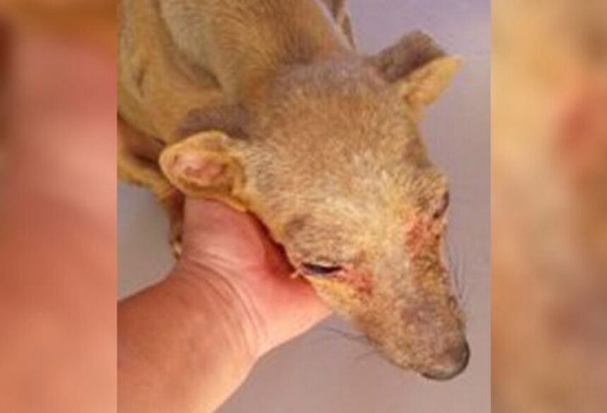 O animal foi socorrido e encaminhado para uma clínica veterinária / Divulgação/PCMS   