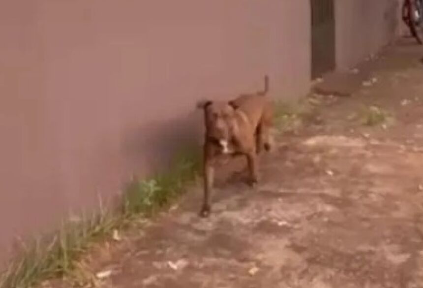 Antes de sair, ele prendeu o animal em sua residência