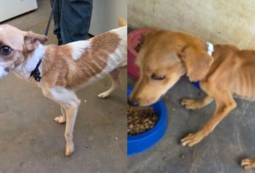 Os animais apresentavam sinais visíveis de desnutrição e condição física debilitada
