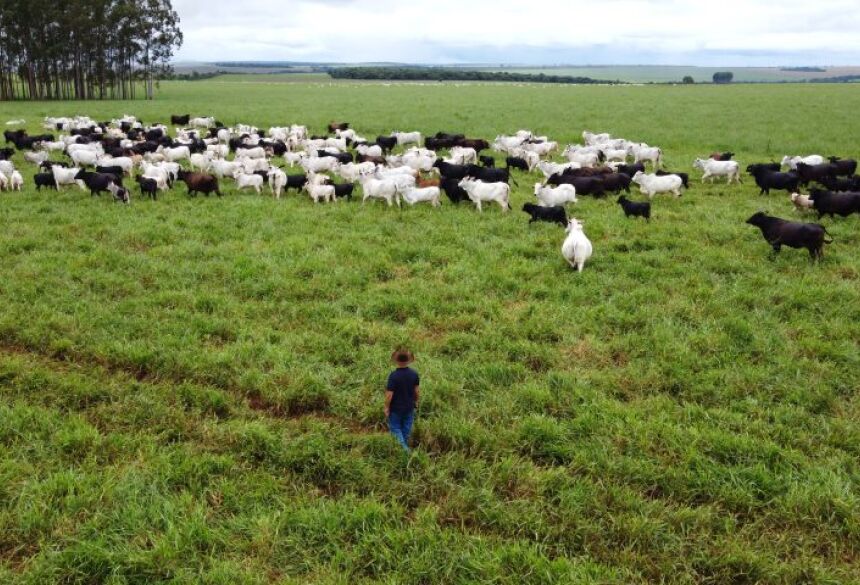 O produtor cita que na pecuária faz o ciclo completo de cria, recria, cruzamento industrial, com fornecimento e melhoramento de material genético