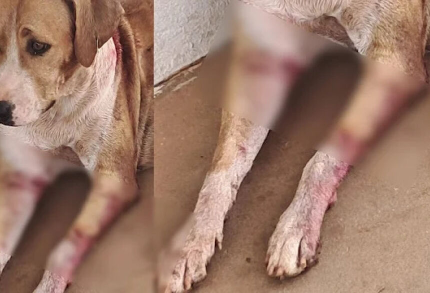 O animal permaneceu no local e não há informações se o resgate foi realizado