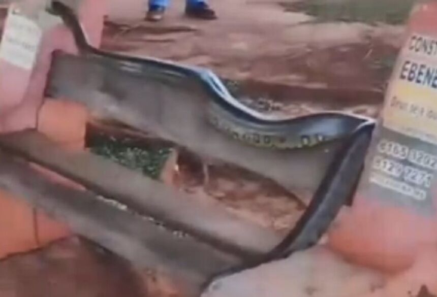 A presença do animal chamou a atenção não apenas da moradora, mas também de outros frequentadores que passavam pelo local naquele momento