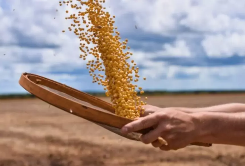 Os dados fazem parte do Levantamento Sistemático da Produção Agrícola (LSPA), que acompanha mensalmente a evolução das lavouras no país