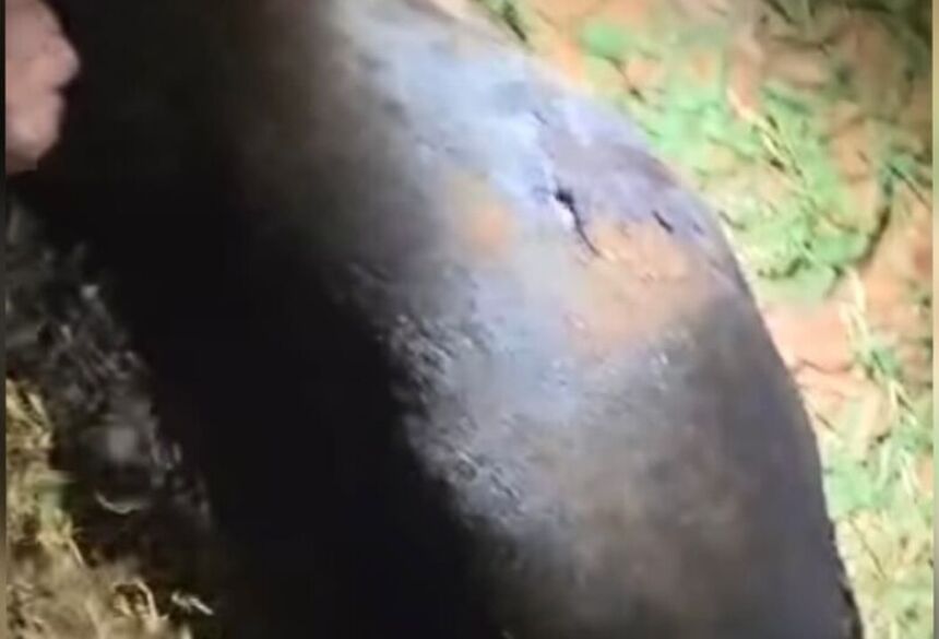O morador da residência onde o animal se encontrava relatou que o suspeito transitava em frente ao imóvel