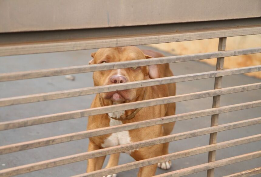 A responsável afirmou ainda que esta teria sido a primeira vez que o animal apresentou comportamento agressivo