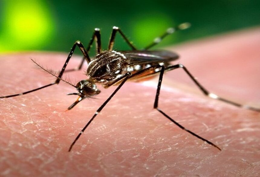 febre_chikunguiaOs números indicam a presença do mosquito transmissor na cidade e acendem o alerta para a importância da prevenção