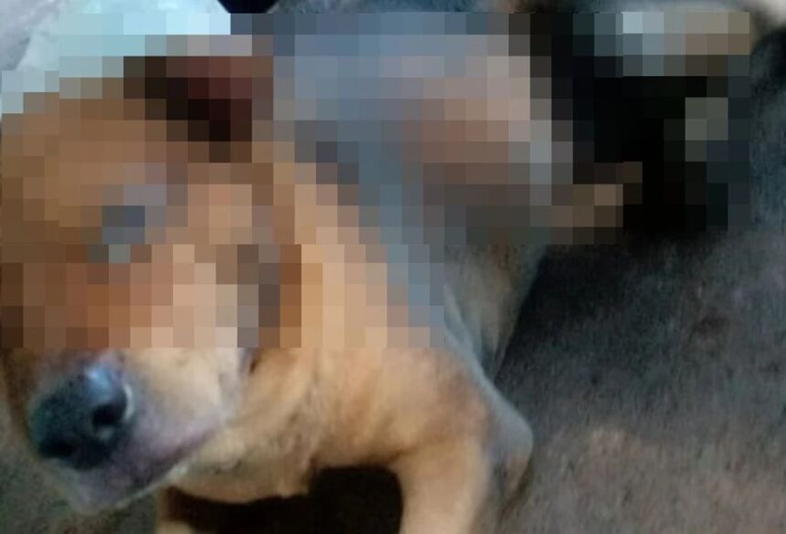 A própria criança relatou que o cachorro apenas pulou sobre ela, sem feri-la