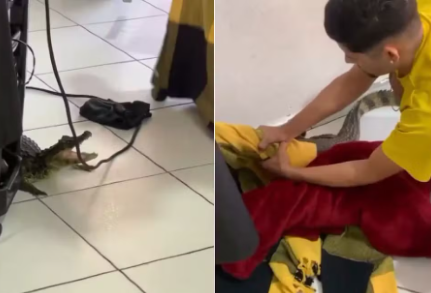 O empresário destacou que o animal foi recolhido pelo filho de uma conhecida que estava passando em frente ao comércio naquele momento
