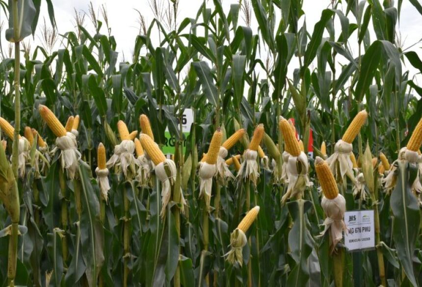 Cerca de 300 produtores e profissionais da área participaram do Dia de Campo na Fazenda Real