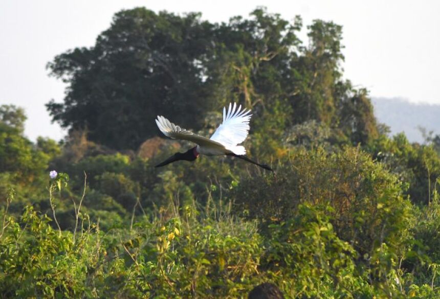 O bioma Pantanal, com mais de 84% de sua cobertura vegetal nativa preservada, foi também o que apresentou o segundo menor número de alertas de desmatamento