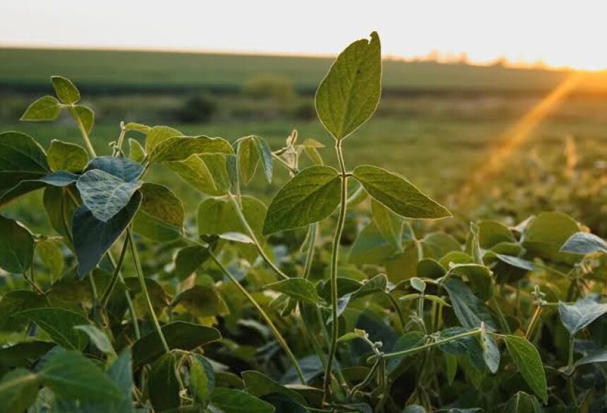A Agência Estadual de Defesa Sanitária Animal e Vegetal (Iagro) ressalta que o descumprimento das regras pode acarretar multas e penalidades previstas em lei