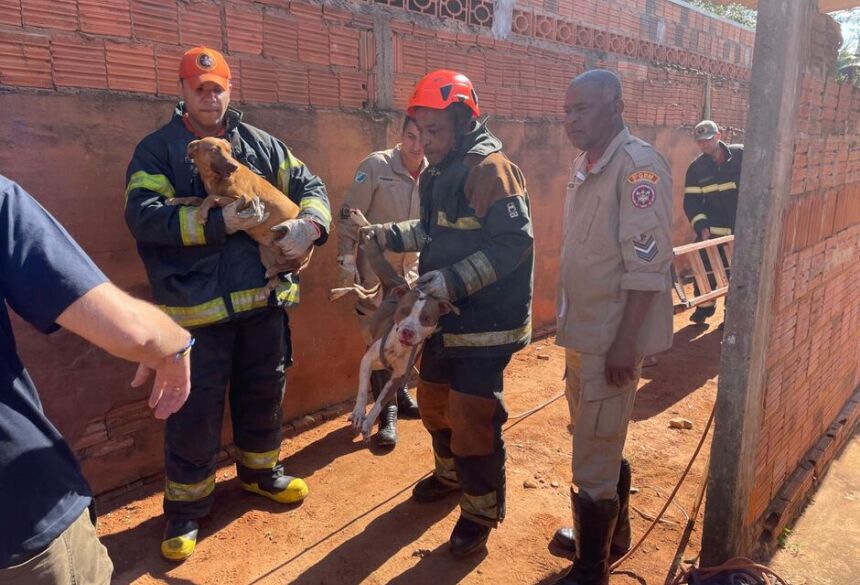 Com um pé de cabra que estava em seu veículo, o morador conseguiu afastar os animais. Apesar da tentativa de salvamento