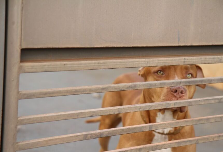 O pitbull foi capturado e retirado do imóvel