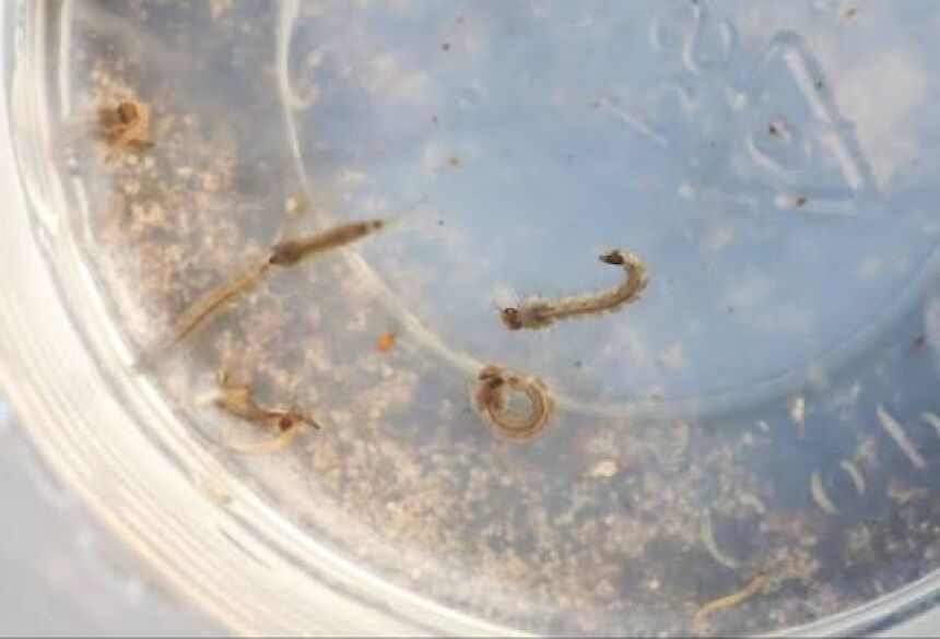 Até o momento, foram confirmados 30 óbitos por chikungunya nos municípios de Dourados, Bonito, Jardim, Fátima do Sul, Douradina, Guia Lopes da Laguna, Itaporã, Ponta Porã e Nioaque