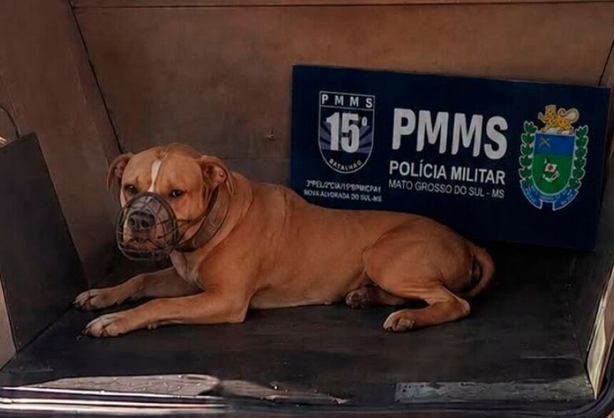 Um dos cães ficou gravemente ferido e precisou ser encaminhado para Dourados, onde seria submetido a procedimentos cirúrgicos de urgência