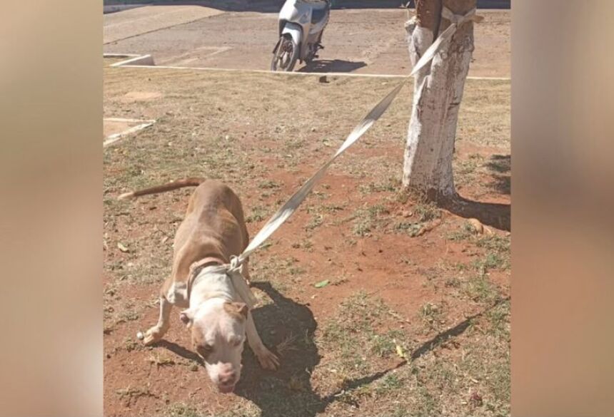 Apesar de estar atacando outros animais, a cadela é mansa com humanos e por conta disso, foi amarrada no local