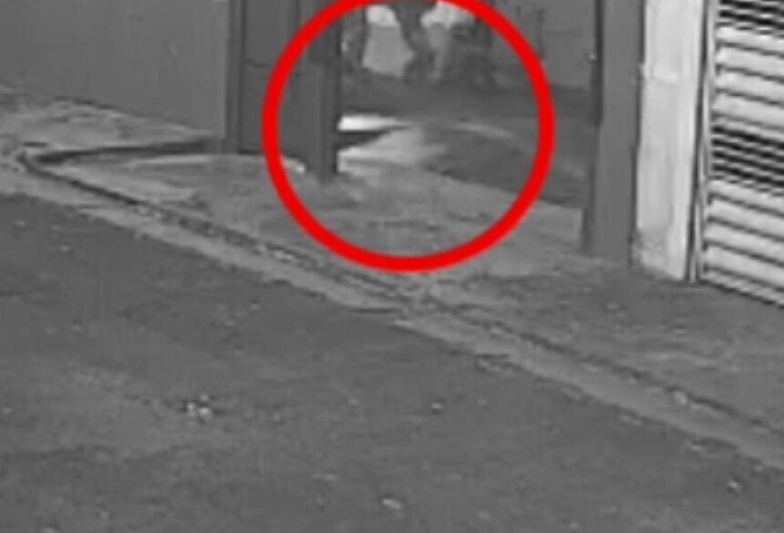 O homem, que estava de motocicleta, passa a perseguir o animal para resgatá-lo 
