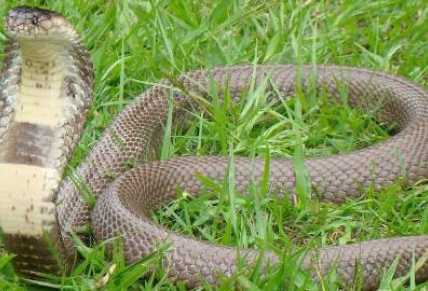 A cobra indochinesa é também conhecida como naja siameses. Na foto, uma variação da naja encontrada no Brasil.