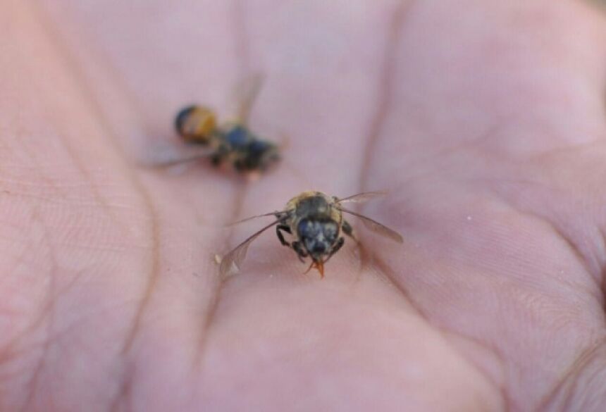 O Corpo de Bombeiros registrou cinco ocorrências de ataques de abelhas (Foto: Alcides Neto)