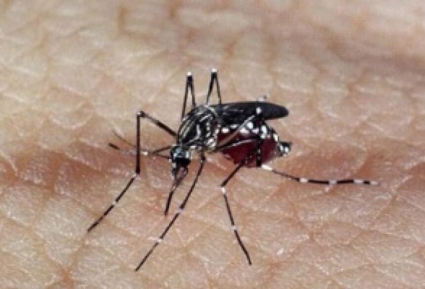 Mosquito transmissor da dengue pode propagar nova doença na Capital (Foto: Arquivo)