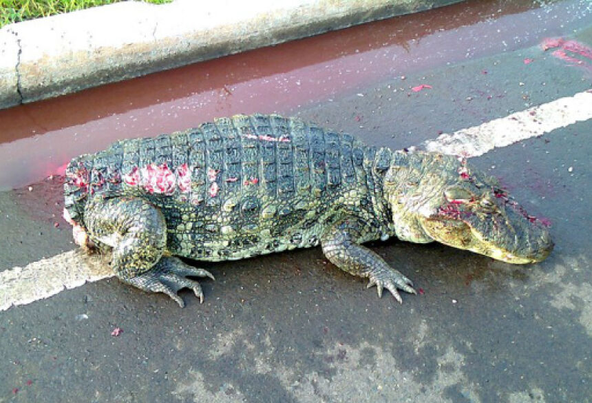 De acordo com o internauta o animal estava bastante machucado, sangrando muito, mas ainda vivo(Foto: Andrey Jara)